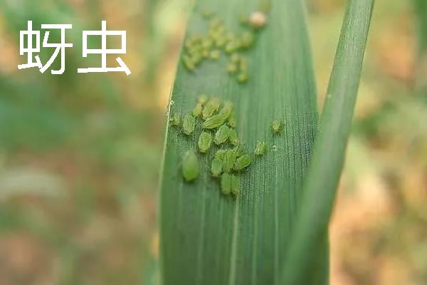 小麦会出现哪些灾害，常见冻害、干旱、渍害等形式
