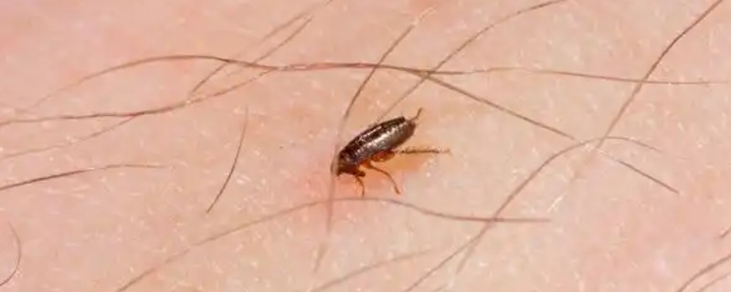 跳蚤在40度高温下会不会死，不会直接死亡