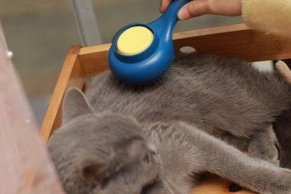 猫冬天掉毛严重的原因，换季或皮肤病均会导致