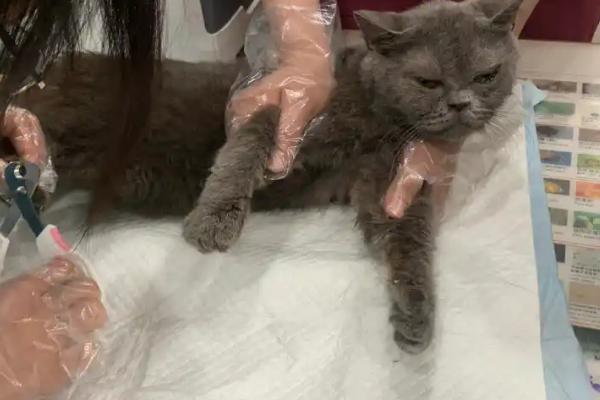 猫冬天掉毛严重的原因，换季或皮肤病均会导致