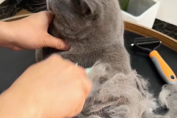 猫冬天掉毛严重的原因，换季或皮肤病均会导致
