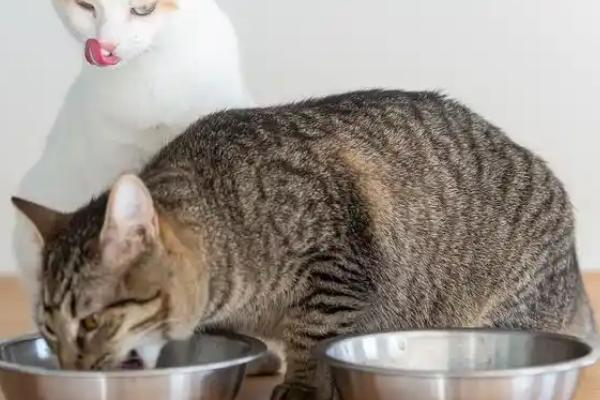 猫冬天掉毛严重的原因，换季或皮肤病均会导致