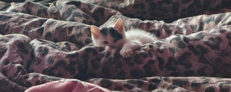 猫冬天掉毛严重的原因，换季或皮肤病均会导致