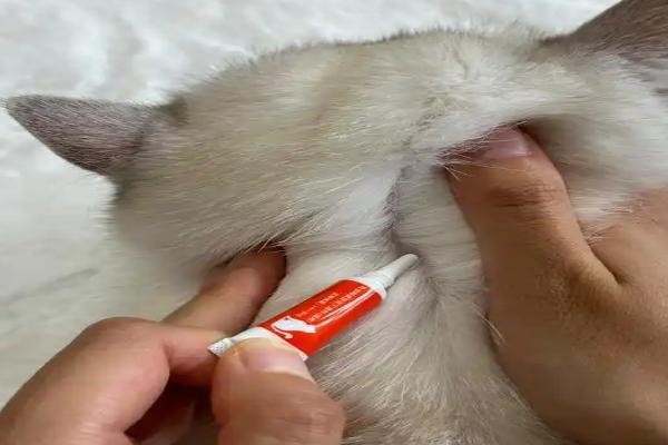 跳蚤在40度高温下会不会死，不会直接死亡