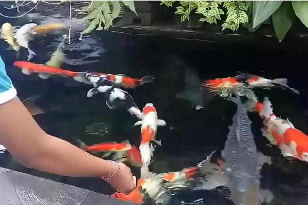 锦鲤能认主人吗，锦鲤无论养多久都不会认主人