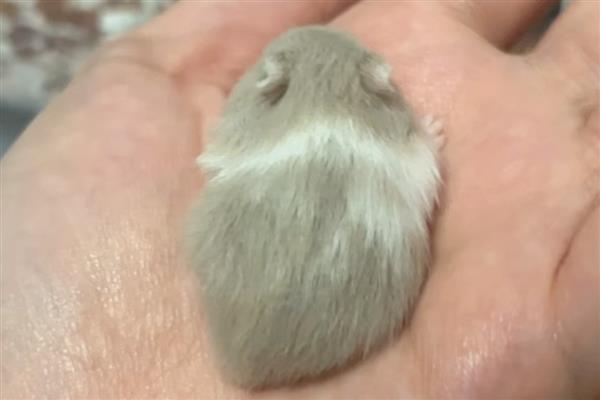 仓鼠的品种，常见的有侏儒仓鼠、叙利亚仓鼠等
