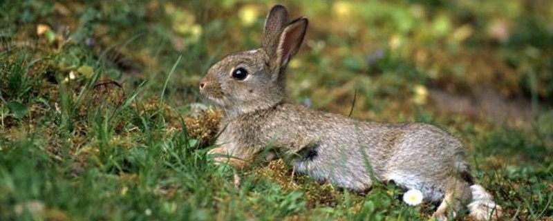 野兔的品种，常见的有东北兔、东北黑兔等
