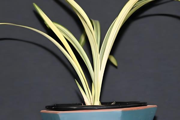 怎么养叶艺兰花，适宜的生长温度为16-24度