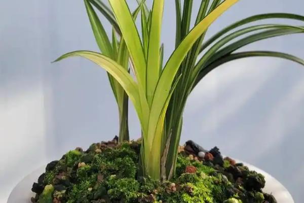 怎么养叶艺兰花，适宜的生长温度为16-24度