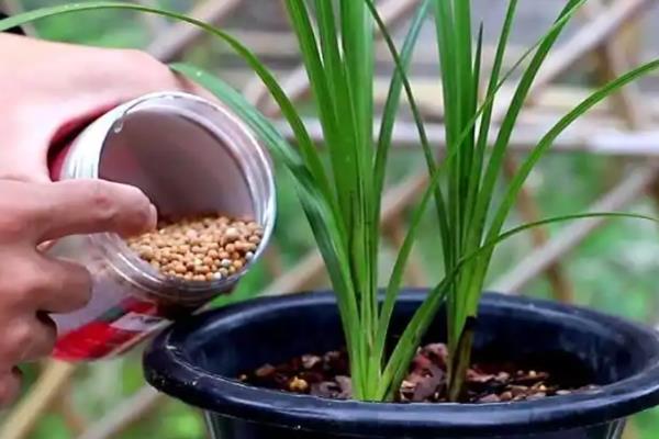 怎么养叶艺兰花，适宜的生长温度为16-24度