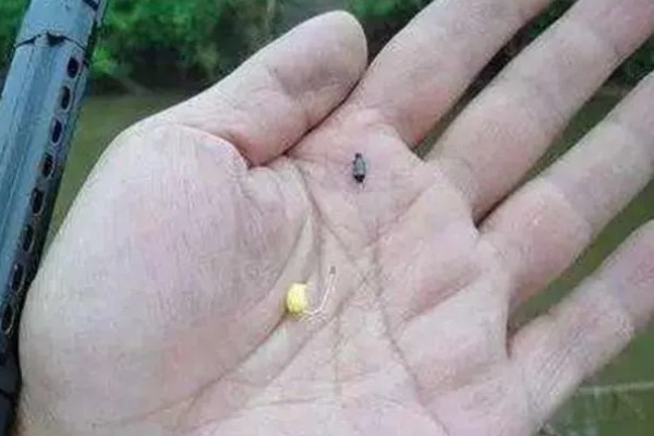 怎么在河中野钓鲤鱼，台钓、传统钓是常用方法