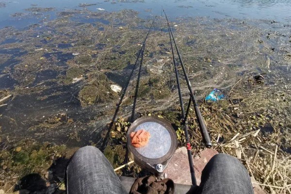 怎么在河中野钓鲤鱼，台钓、传统钓是常用方法