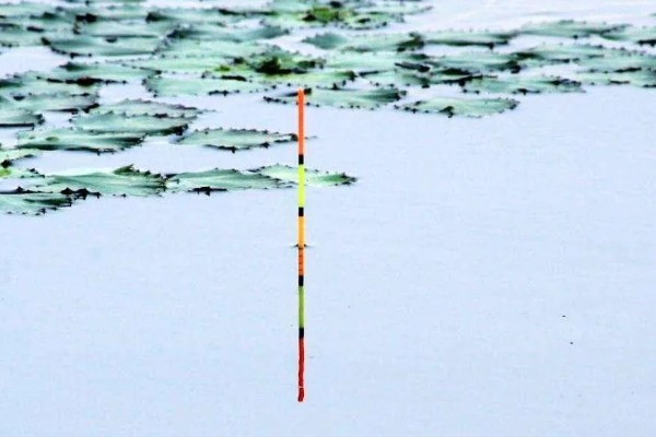 怎么在河中野钓鲤鱼，台钓、传统钓是常用方法