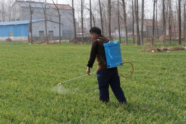 春季防止小麦倒伏的方法，可在起身期喷施多效唑