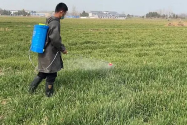 春季防止小麦倒伏的方法，可在起身期喷施多效唑