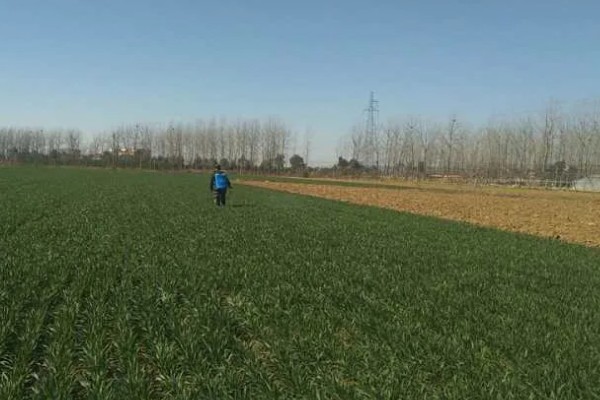 春季防止小麦倒伏的方法，可在起身期喷施多效唑