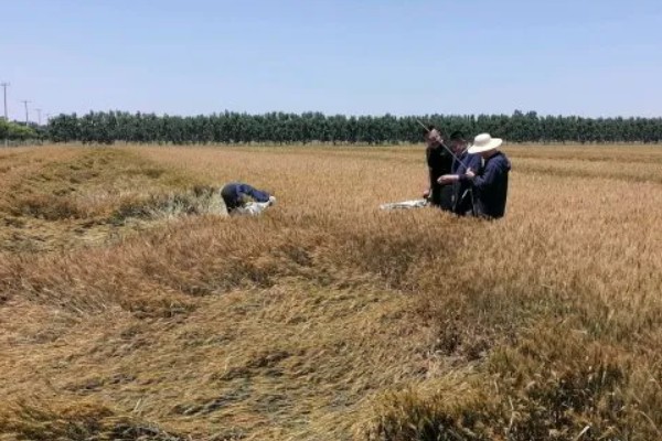春季防止小麦倒伏的方法，可在起身期喷施多效唑