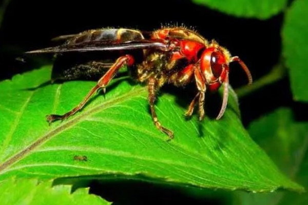 地雷蜂的形态特征，其体色鲜明