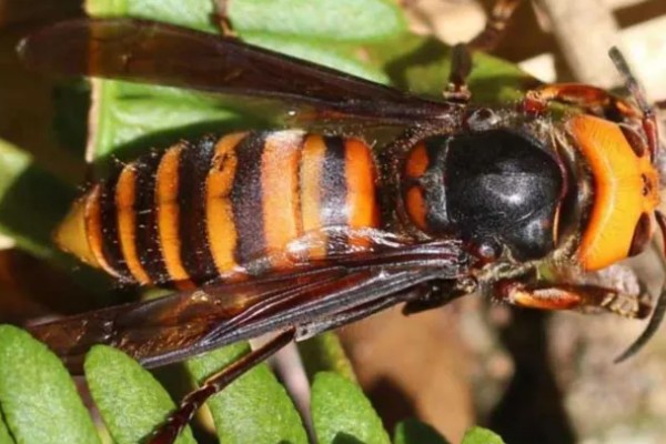 地雷蜂的形态特征，其体色鲜明