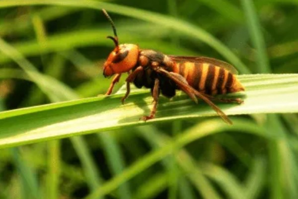 地雷蜂的形态特征，其体色鲜明