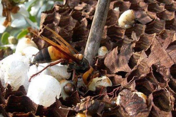 地雷蜂的形态特征，其体色鲜明