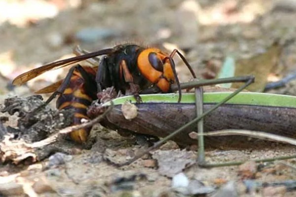 地雷蜂的形态特征，其体色鲜明