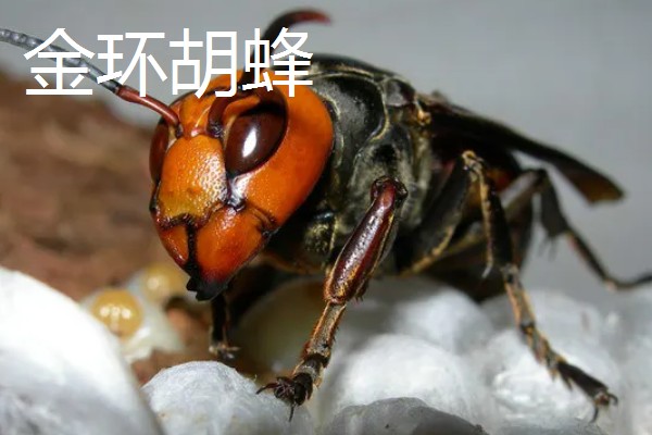 地雷蜂的形态特征，其体色鲜明