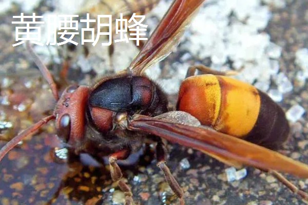 地雷蜂的形态特征，其体色鲜明