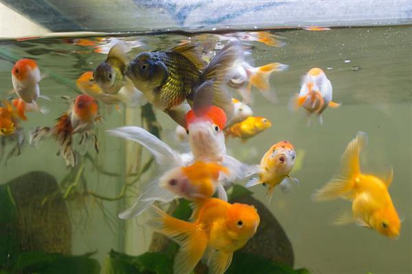 鱼缸水循环还要加氧吗，根据养殖密度决定加氧时长