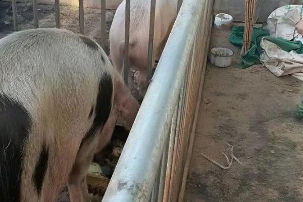 母猪产后为何奶水不足，一般是缺少营养、出现应激等因素造成