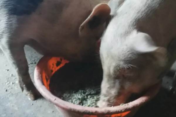 母猪产后为何奶水不足，一般是缺少营养、出现应激等因素造成