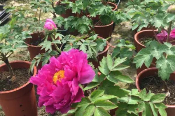 牡丹花怎么繁殖,播种和分株是常见方式