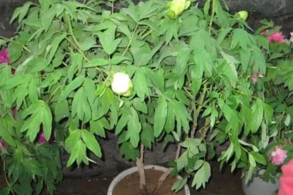 牡丹花怎么繁殖,播种和分株是常见方式