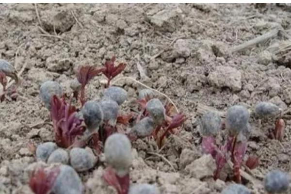 牡丹花怎么繁殖,播种和分株是常见方式