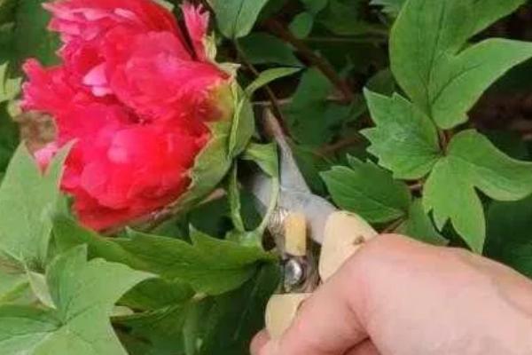 牡丹花怎么繁殖,播种和分株是常见方式