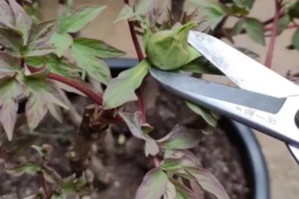 牡丹花怎么繁殖,播种和分株是常见方式