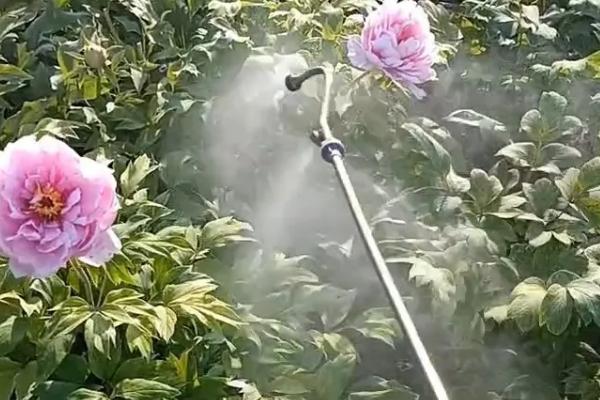 牡丹花怎么繁殖,播种和分株是常见方式