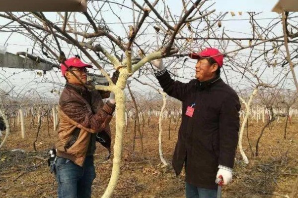 种植猕猴桃的方法，一般在春季3-4月份种植