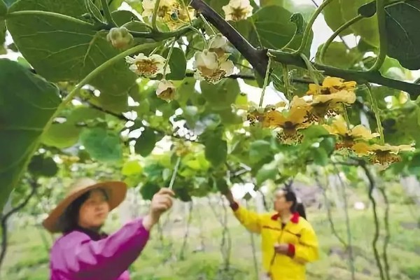 种植猕猴桃的方法，一般在春季3-4月份种植