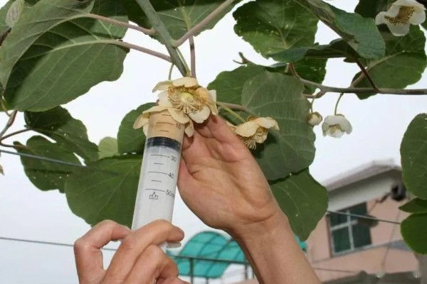 种植猕猴桃的方法，一般在春季3-4月份种植