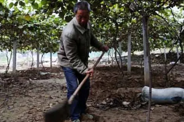 种植猕猴桃的方法，一般在春季3-4月份种植