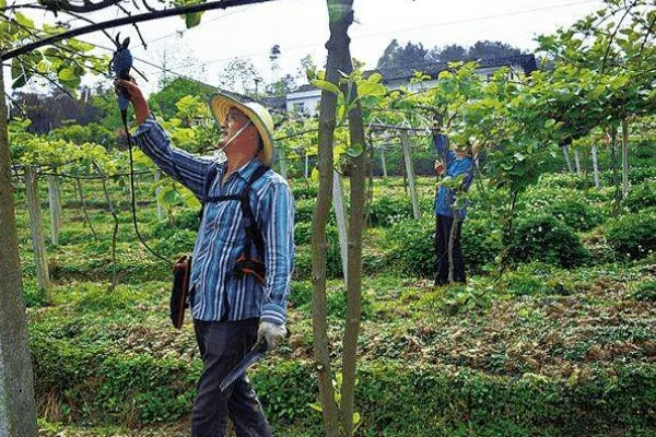 种植猕猴桃的方法，一般在春季3-4月份种植