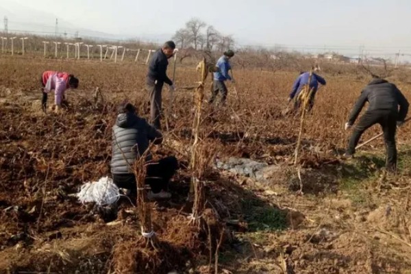 种植猕猴桃的方法，一般在春季3-4月份种植
