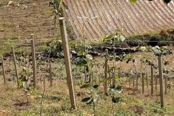 种植猕猴桃的方法，一般在春季3-4月份种植