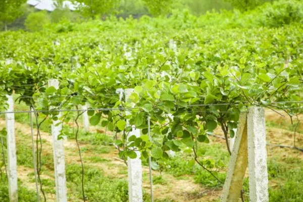种植猕猴桃的方法，一般在春季3-4月份种植