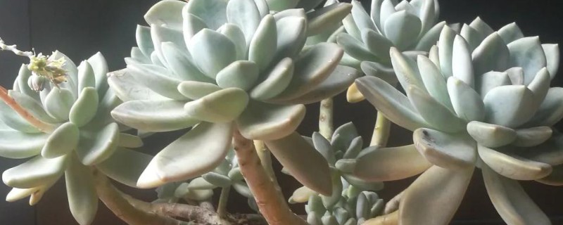 怎么养冬美人，适宜的生长温度为18-25℃