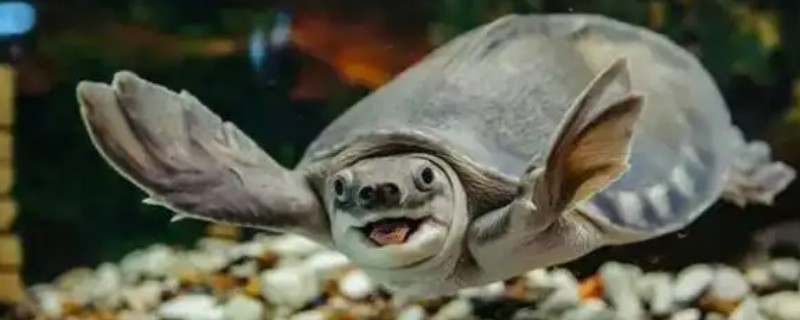 猪鼻龟是几级保护动物，不属于我国的保护动物