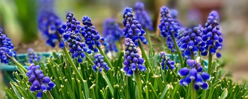 葡萄风信子如何施肥，秋季每隔15-30天施一次堆肥