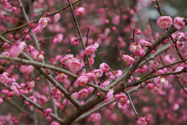 梅花在什么季节开，一般会在冬春季开放