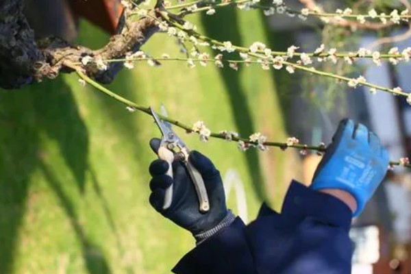 梅花在什么季节开，一般会在冬春季开放